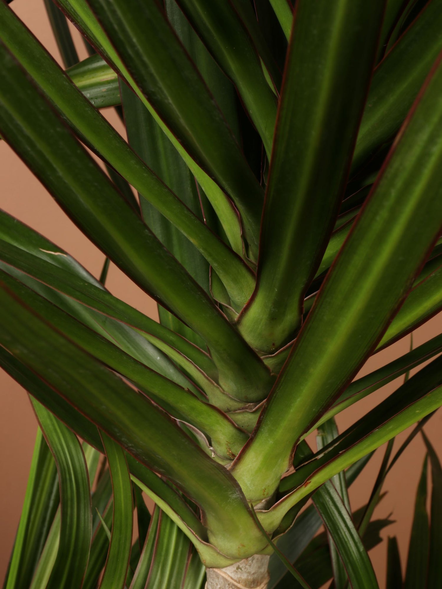 dracaena wide leaves Full Size Dracaena 'Marginata'