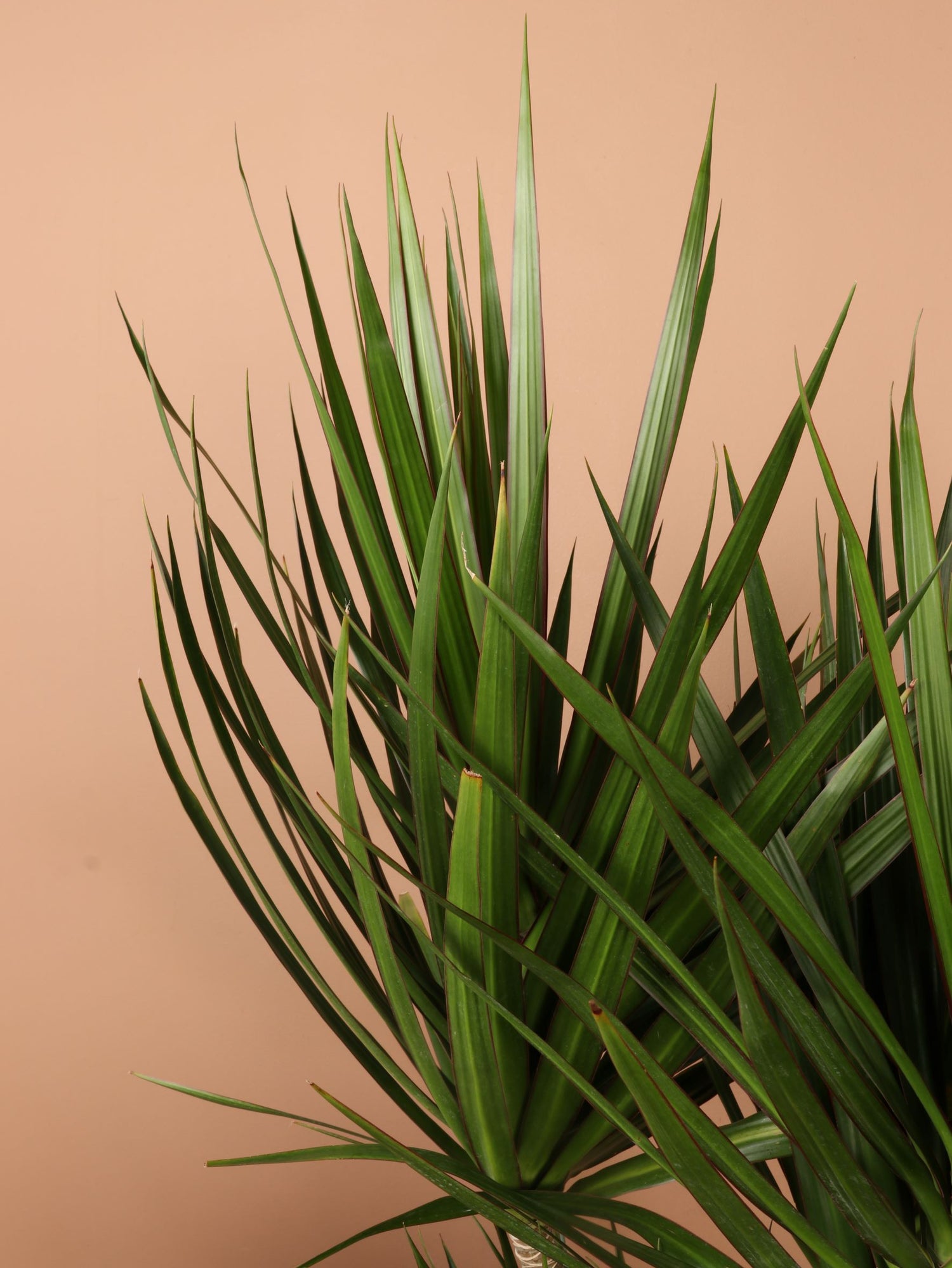 Full Size Dracaena &