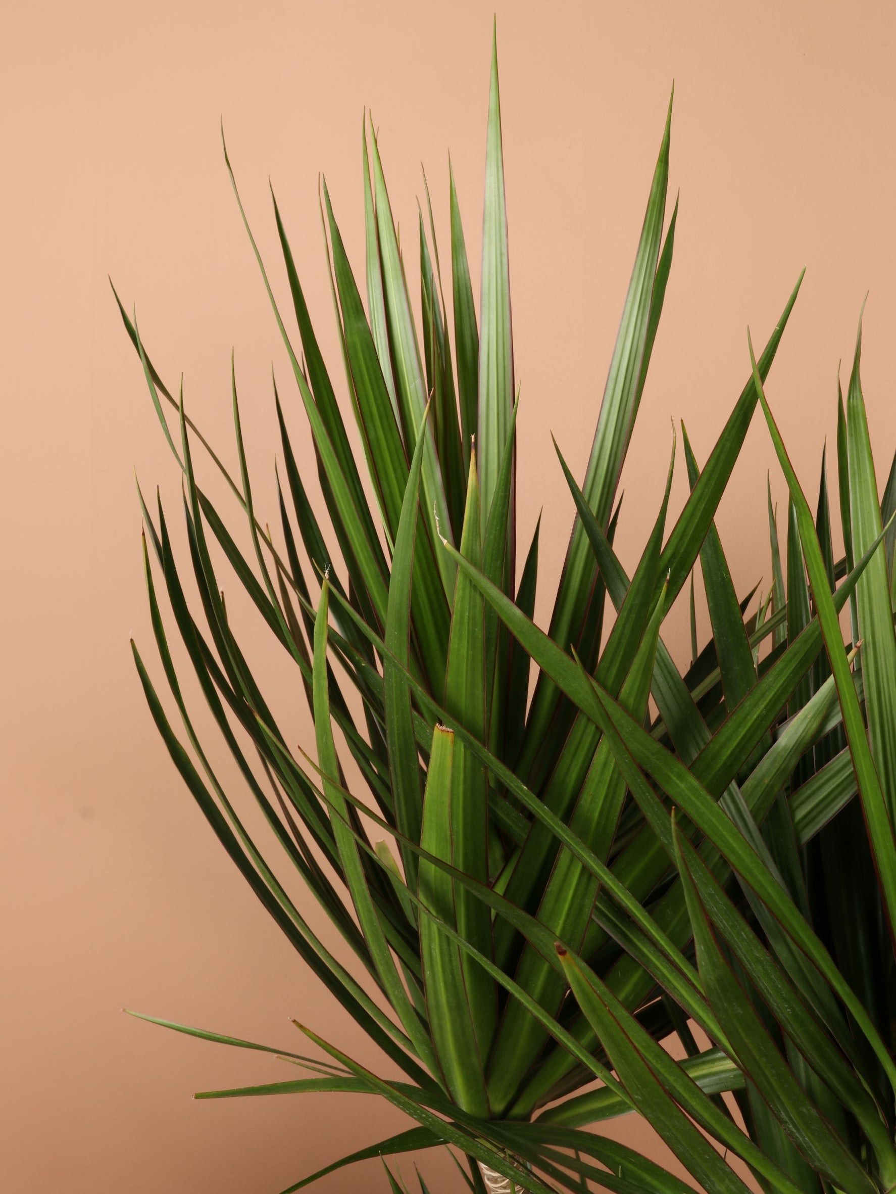 Full Size Dracaena &