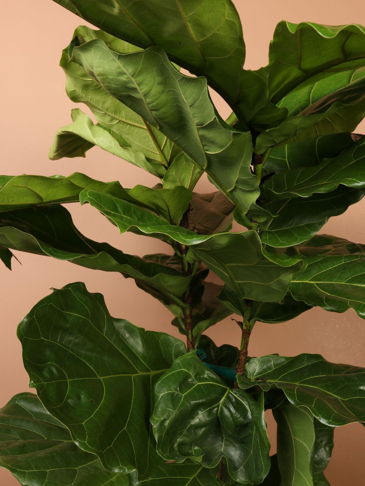 live fiddle leaf fig for sale Buy Huge Fiddle Leaf Fig Online | Large Indoor Plant