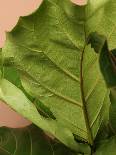 Full Size Fiddle Leaf Fig Bush