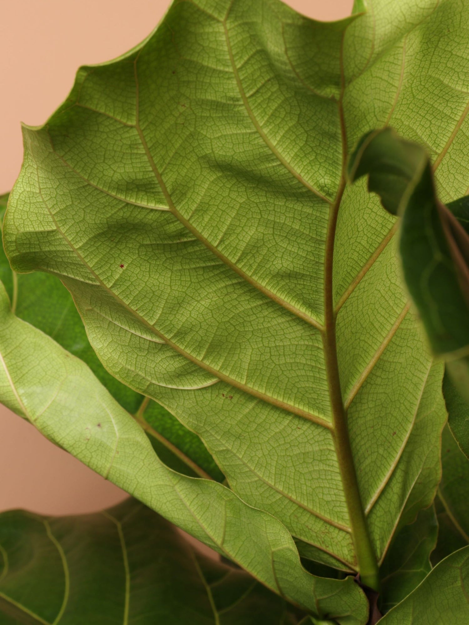 ndi fiddle leaf fig Buy Huge Fiddle Leaf Fig Online | Large Indoor Plant