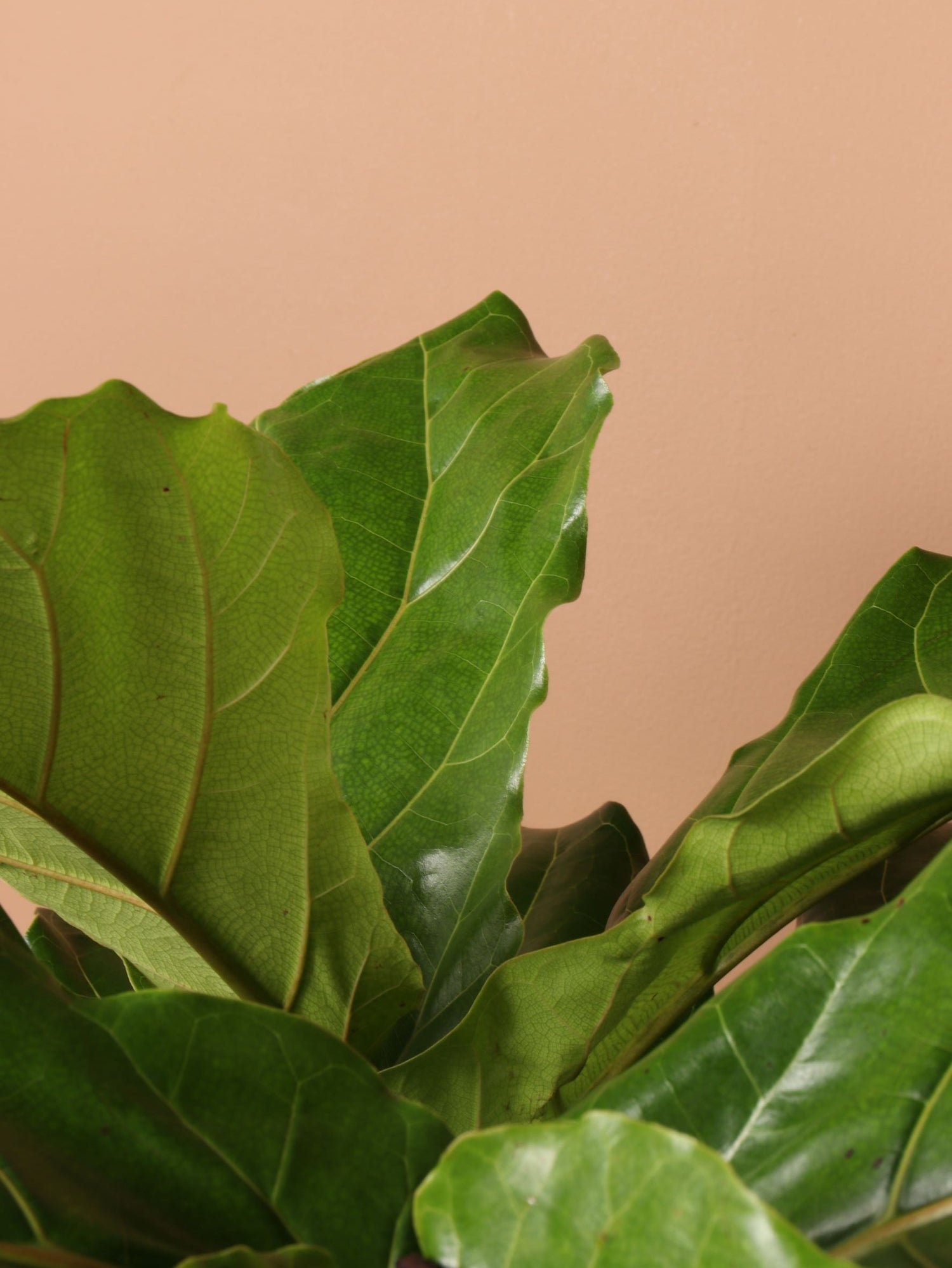 7 fiddle leaf fig Buy Huge Fiddle Leaf Fig Online | Large Indoor Plant