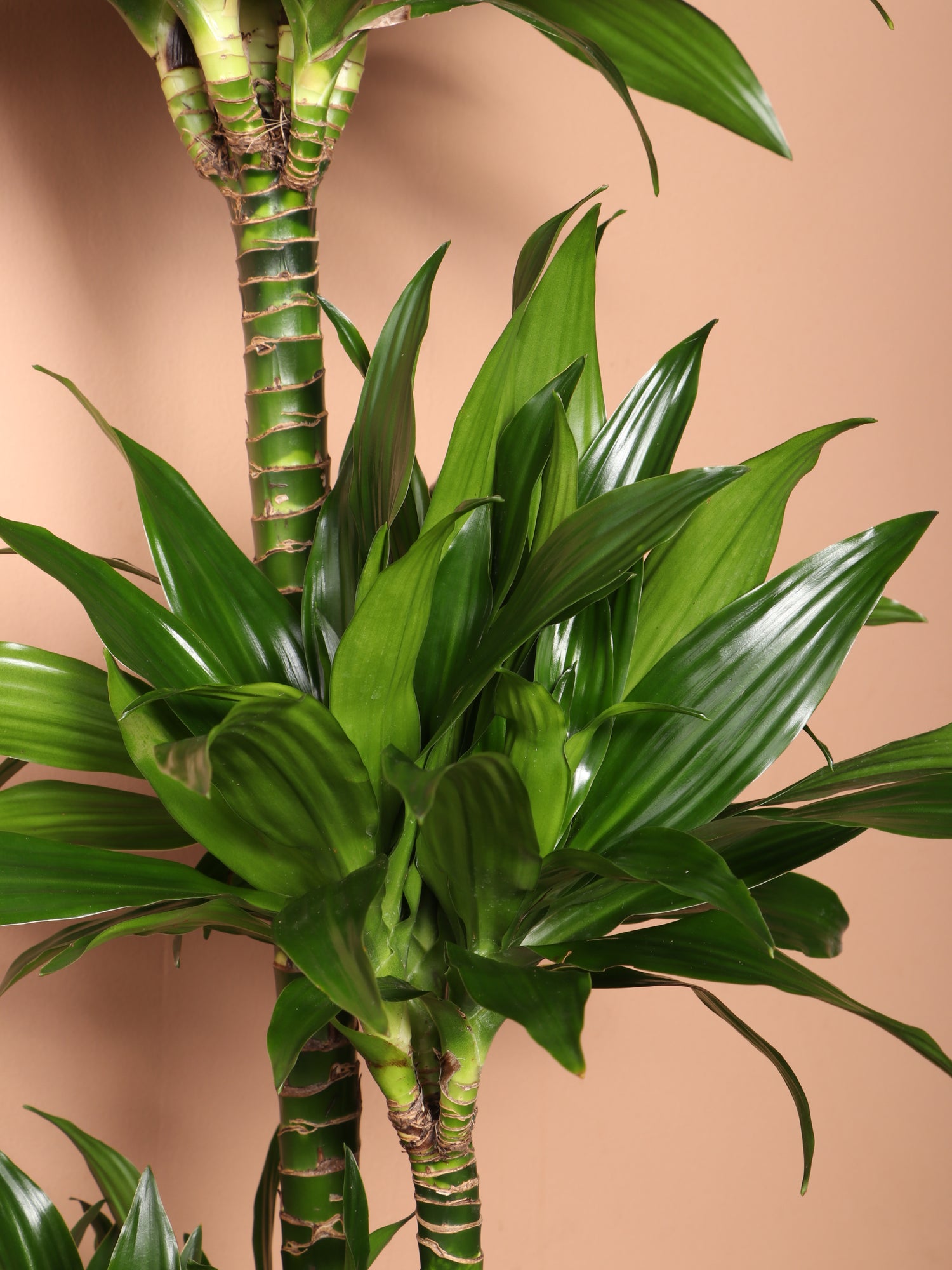 Large Dracaena &