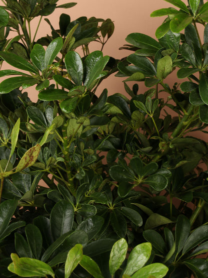 schefflera arboricola green 6-8ft Schefflera 'arboricola'- NYC, NJ, CT, Boston, Providence, Washington DC, Baltimore, Philadelphia, Princeton, Long Island, and Upstate NY Local Plant Delivery – Dahing Plants