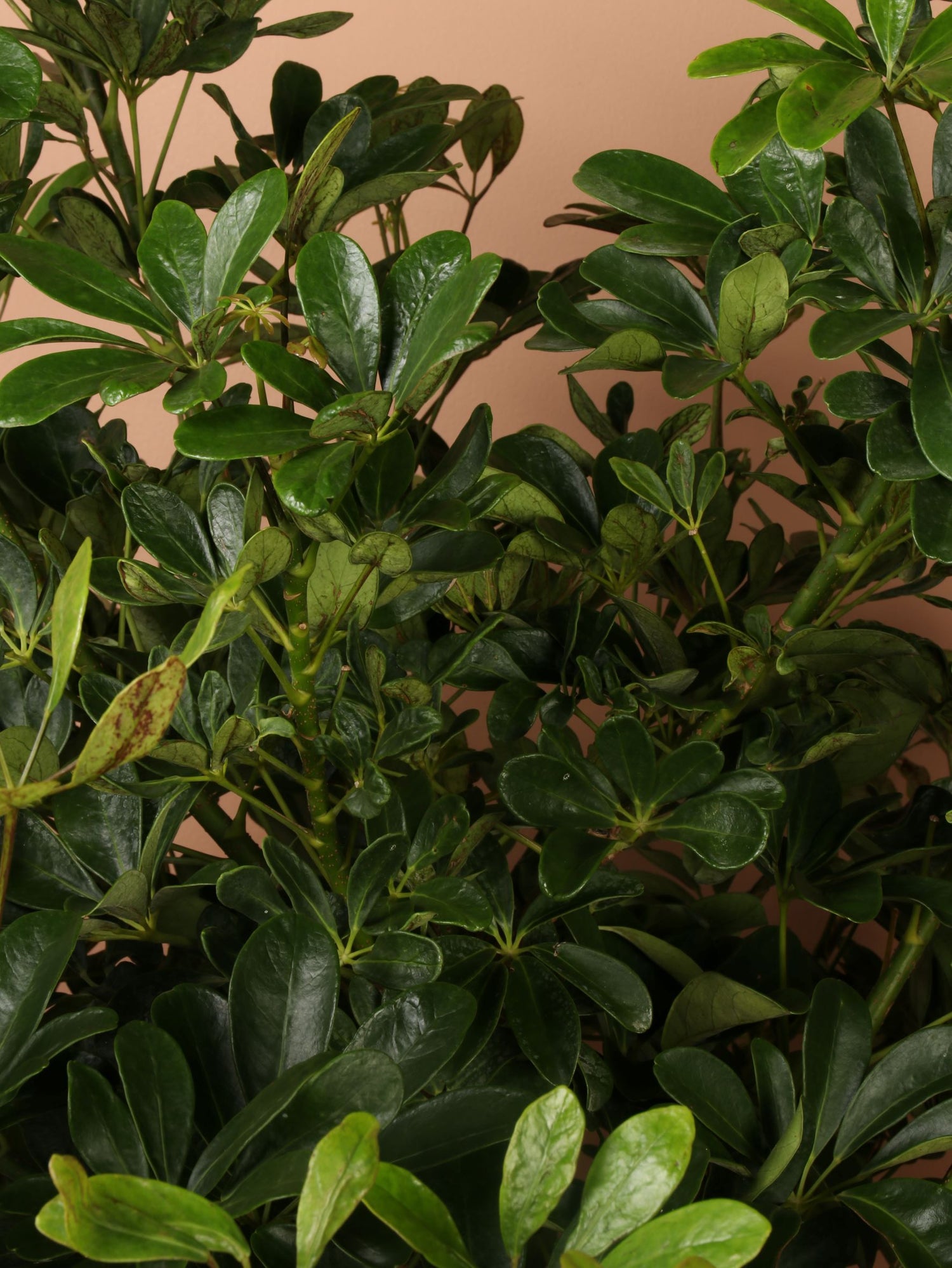 6-8ft Schefflera 'arboricola'- NYC, NJ, CT, Boston, Providence, Washington  DC, Baltimore, Philadelphia, Princeton, Long Island, and Upstate NY Local  Plant Delivery – Dahing Plants