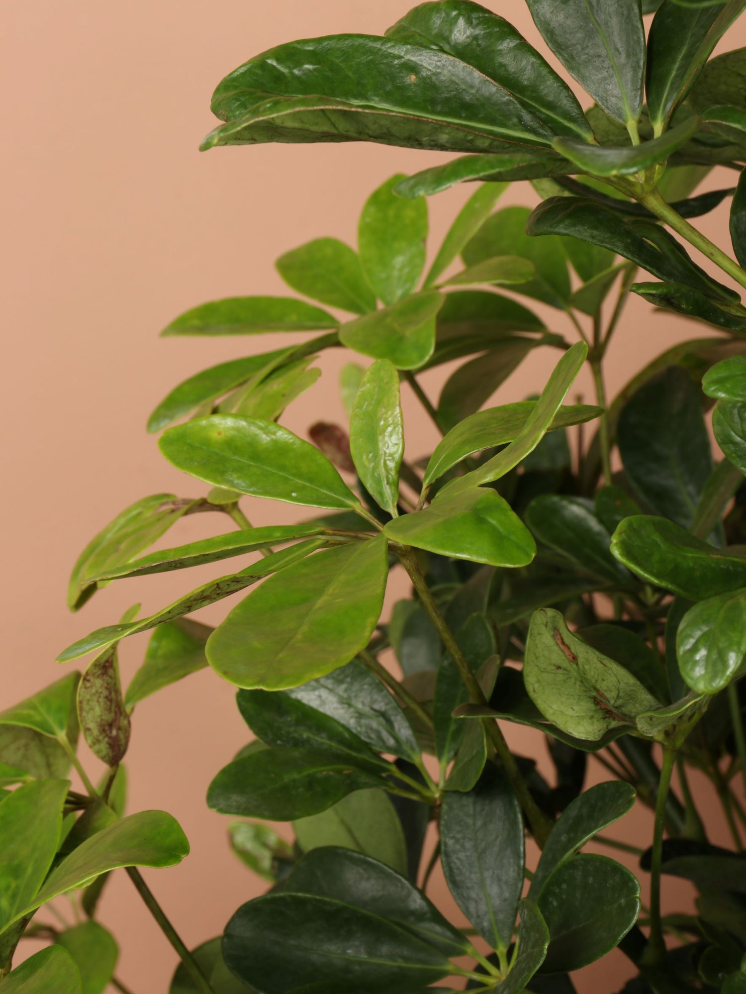 c28-4890 schefflera arboricola 6-8ft Schefflera 'arboricola'- NYC, NJ, CT, Boston, Providence, Washington DC, Baltimore, Philadelphia, Princeton, Long Island, and Upstate NY Local Plant Delivery – Dahing Plants