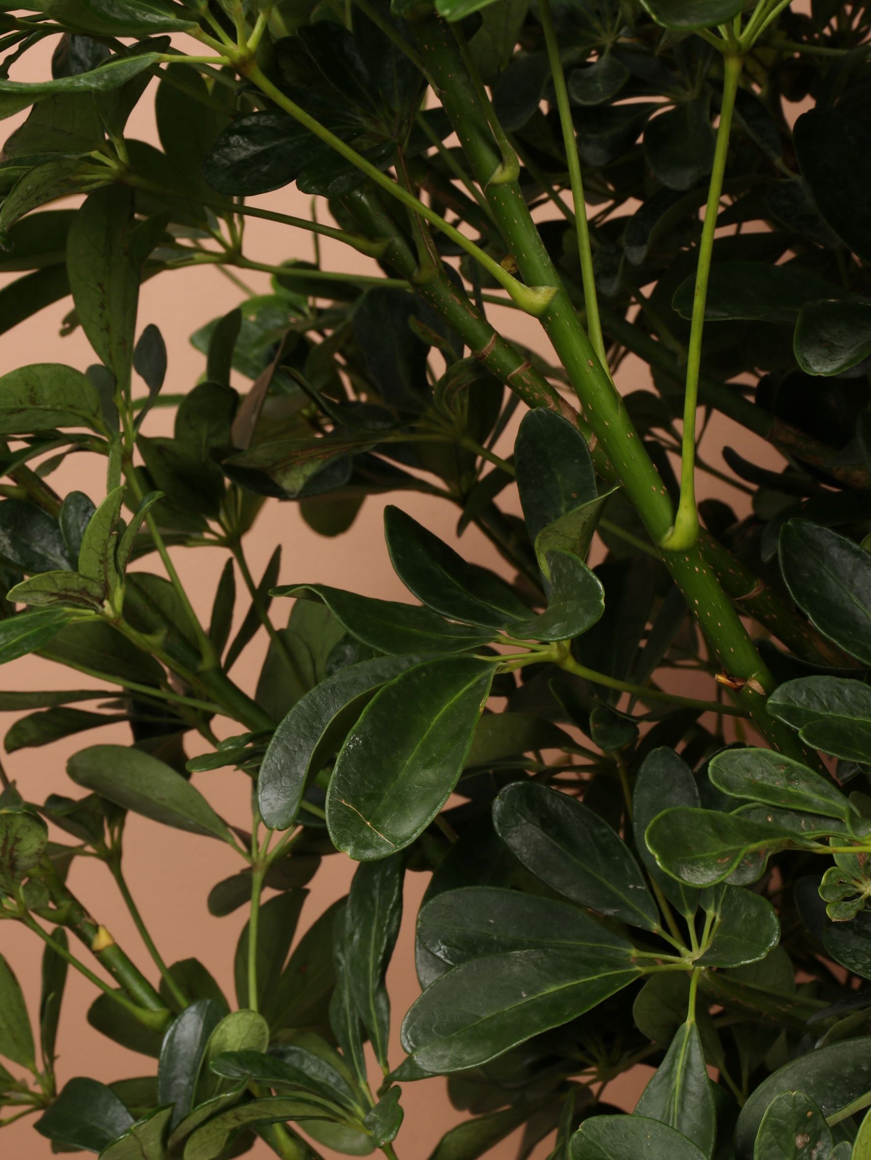 Full Size Schefflera &