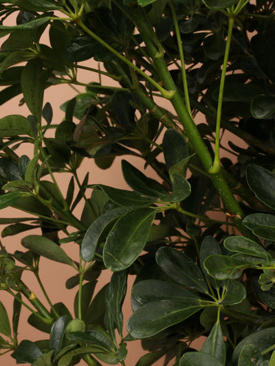 Full Size Schefflera 'arboricola'