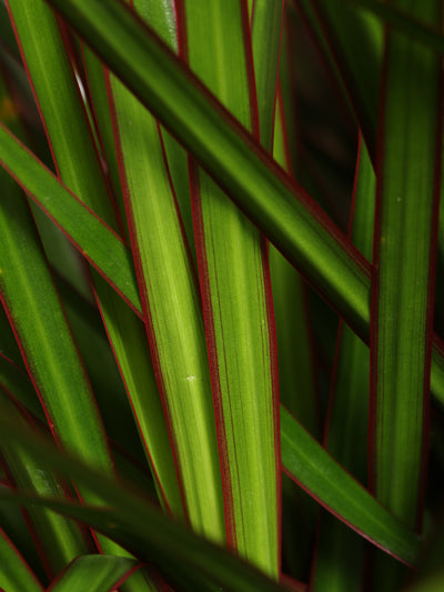 Medium Dracaena Marginata Braided