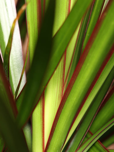 Medium Dracaena Marginata Braided
