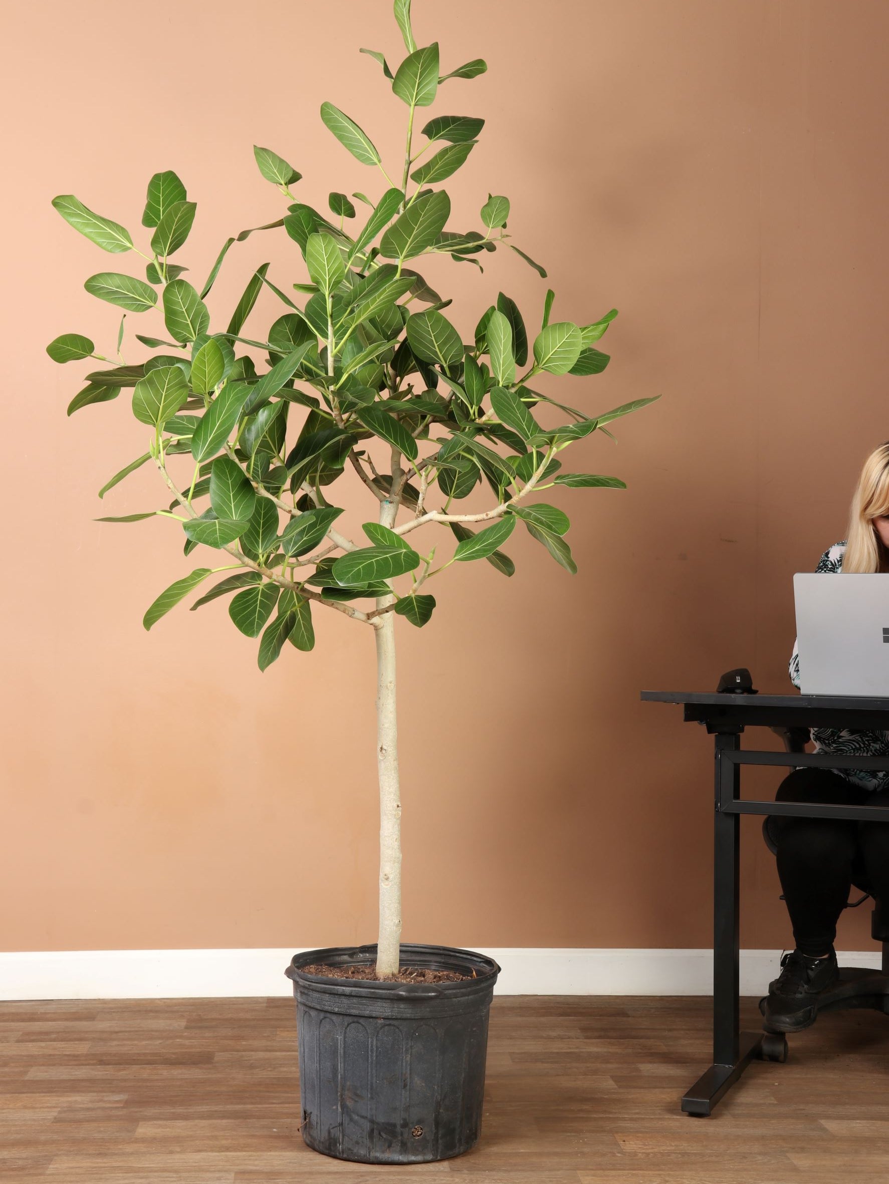 Real Indoor Ficus Tree