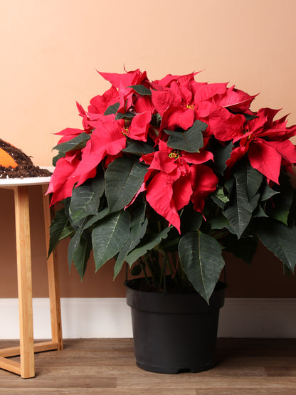 3-5 FT Red Poinsettia- The Best Christmas Gifts- Dahing Plants