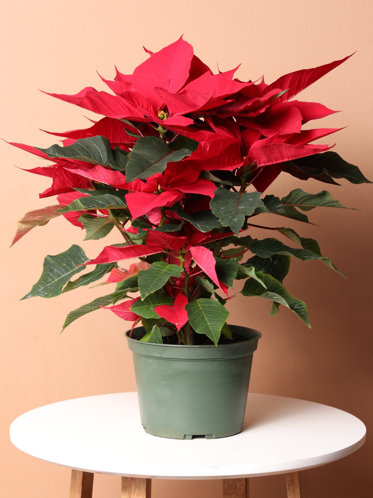 poinsettia plant pot Medium Red Poinsettia