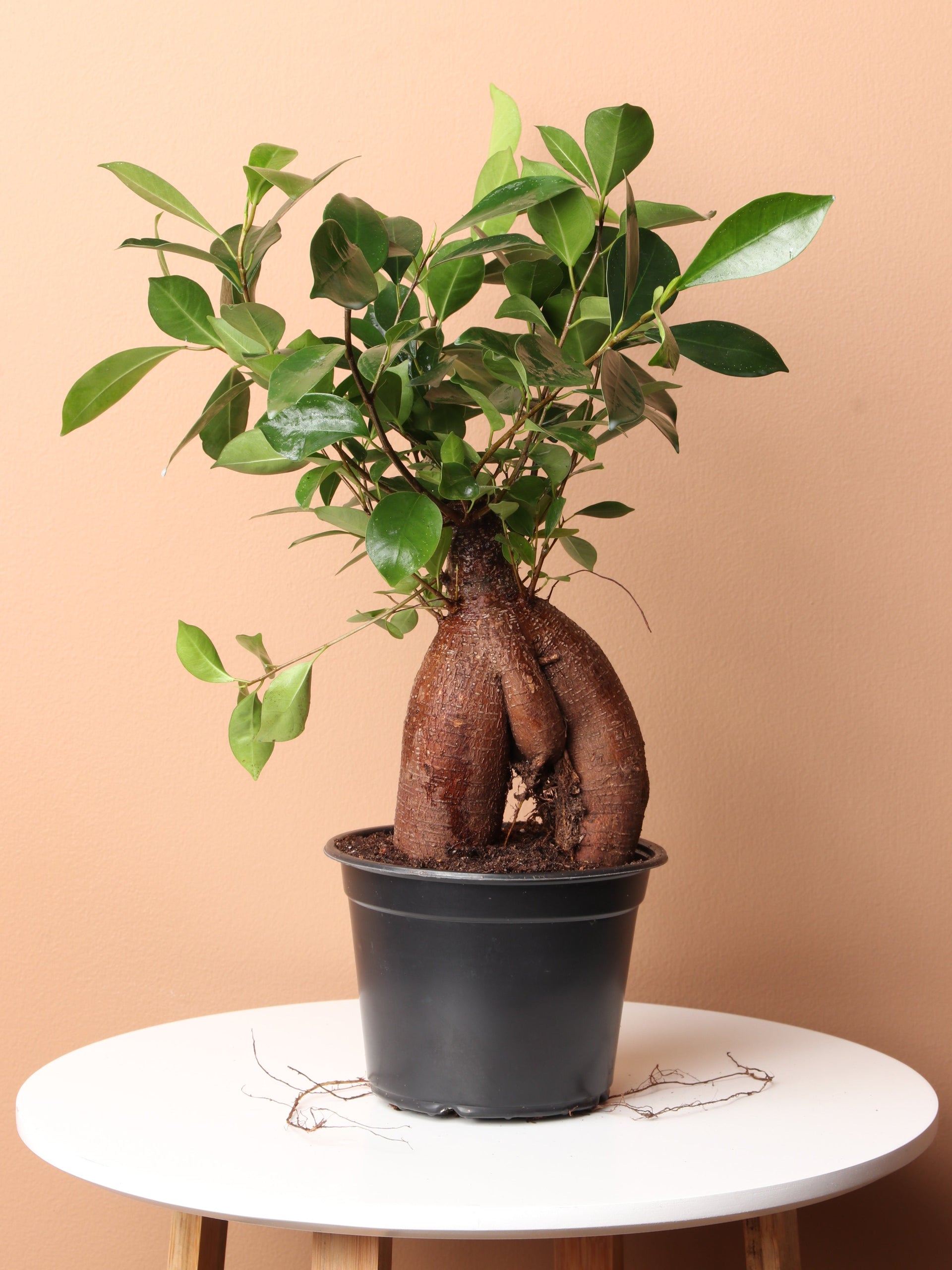 Desktop Ficus Bonsai Delivered Tomorrow To NYC, NJ, CT, Boston, Providence,  Washington DC, Baltimore, Philadelphia, Princeton, Long Island, and Upstate  NY By Dahing Plants