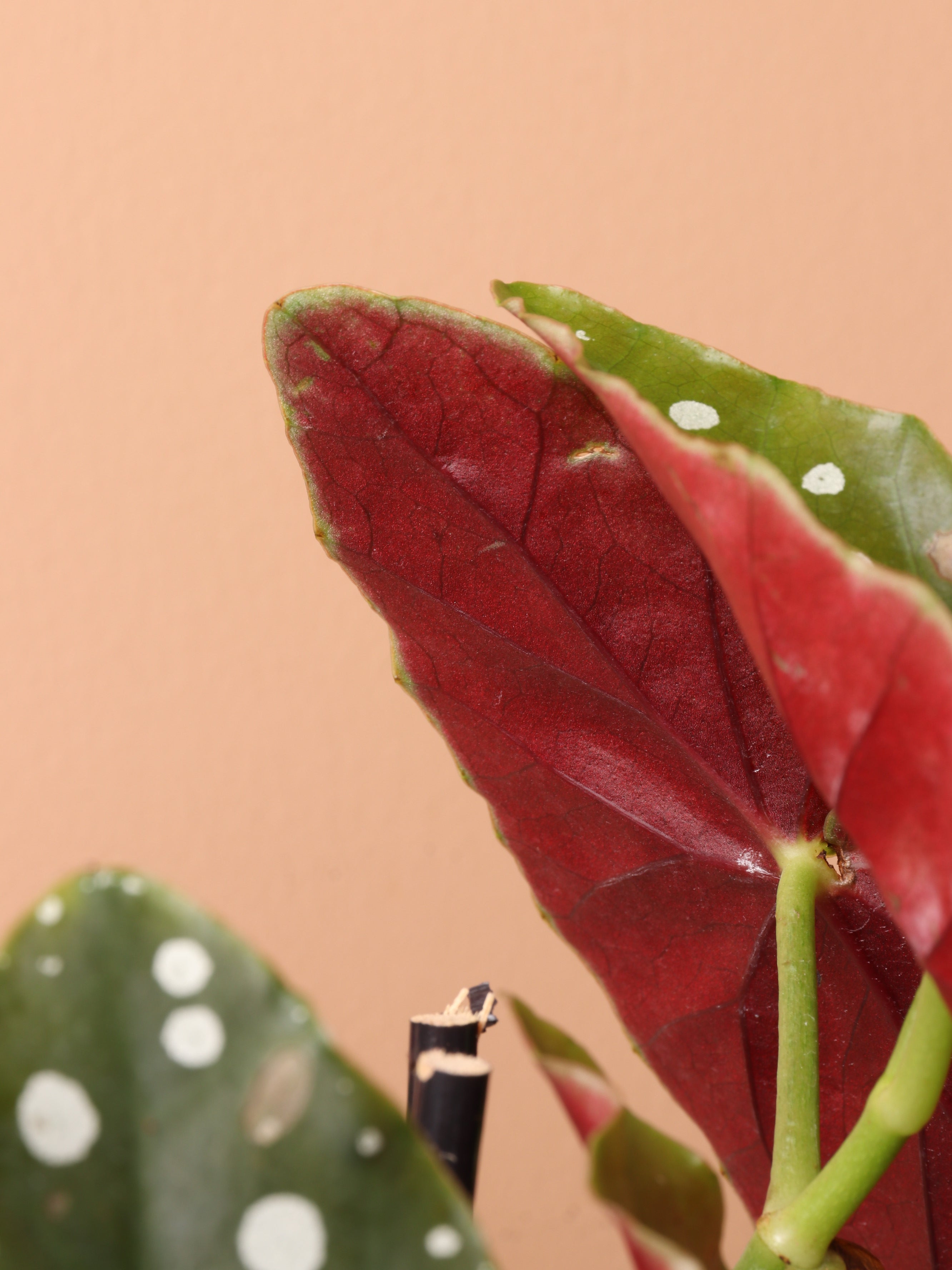Dahing Plants Begonia Maculata - Thumbnail 2