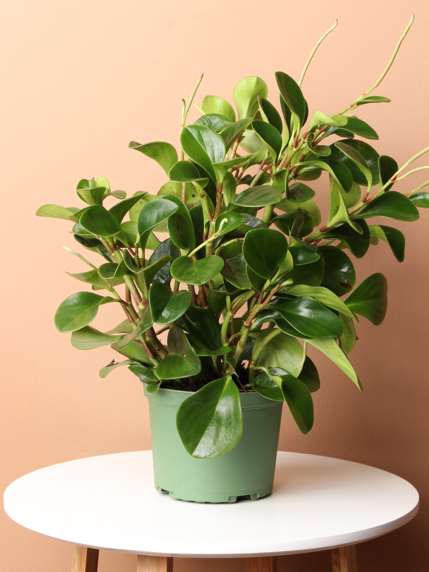 baby rubber plant pot size Medium Baby Rubber Plant (Peperomia 'obtusifolia')