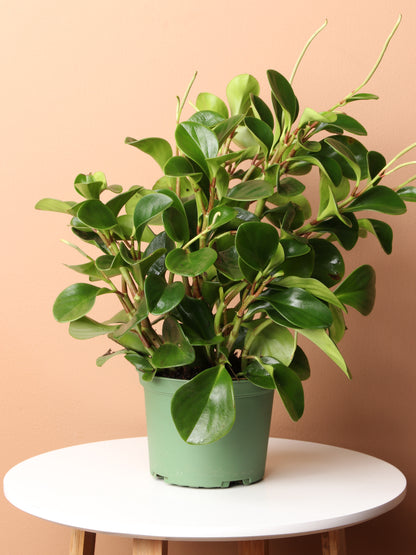 Medium Baby Rubber Plant (Peperomia &