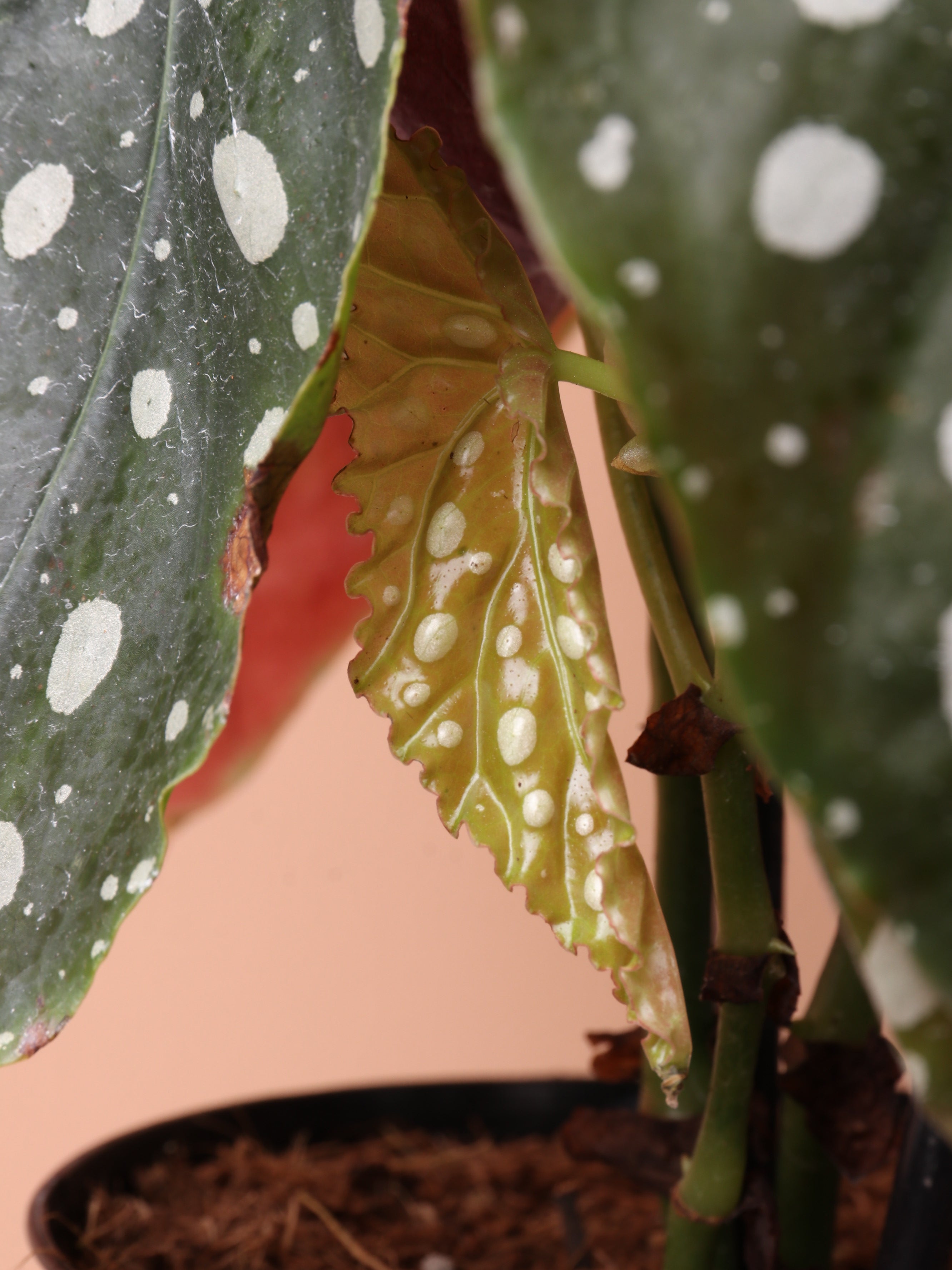 Dahing Plants Begonia Maculata - Thumbnail 5