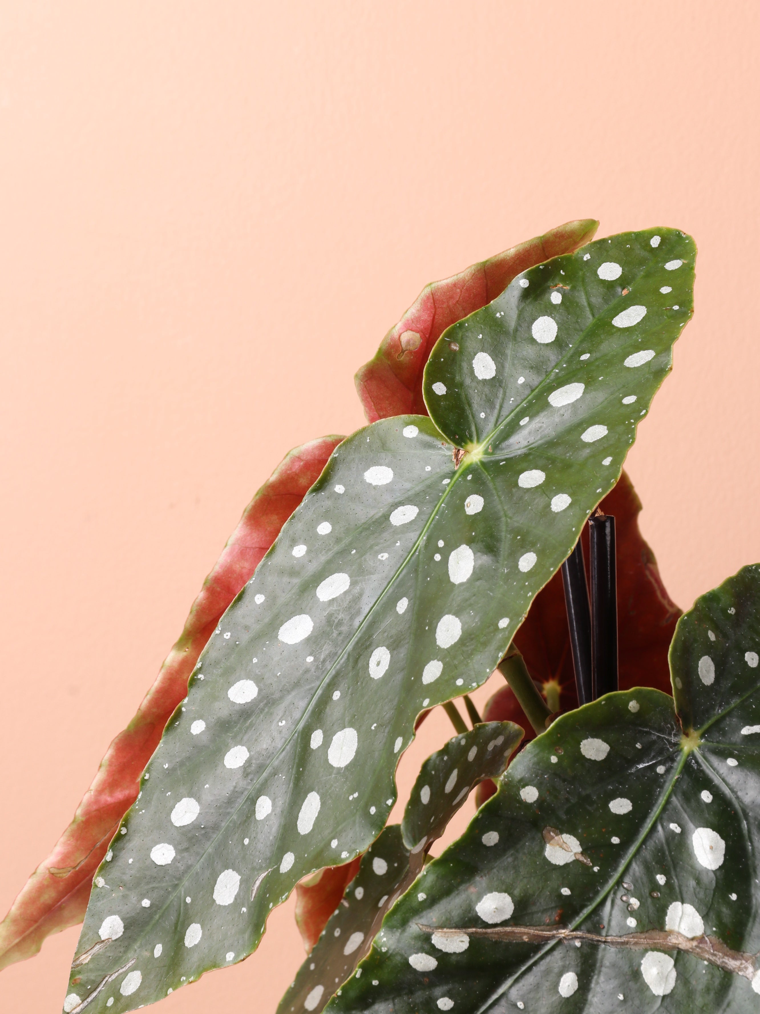 Dahing Plants Begonia Maculata - Thumbnail 3