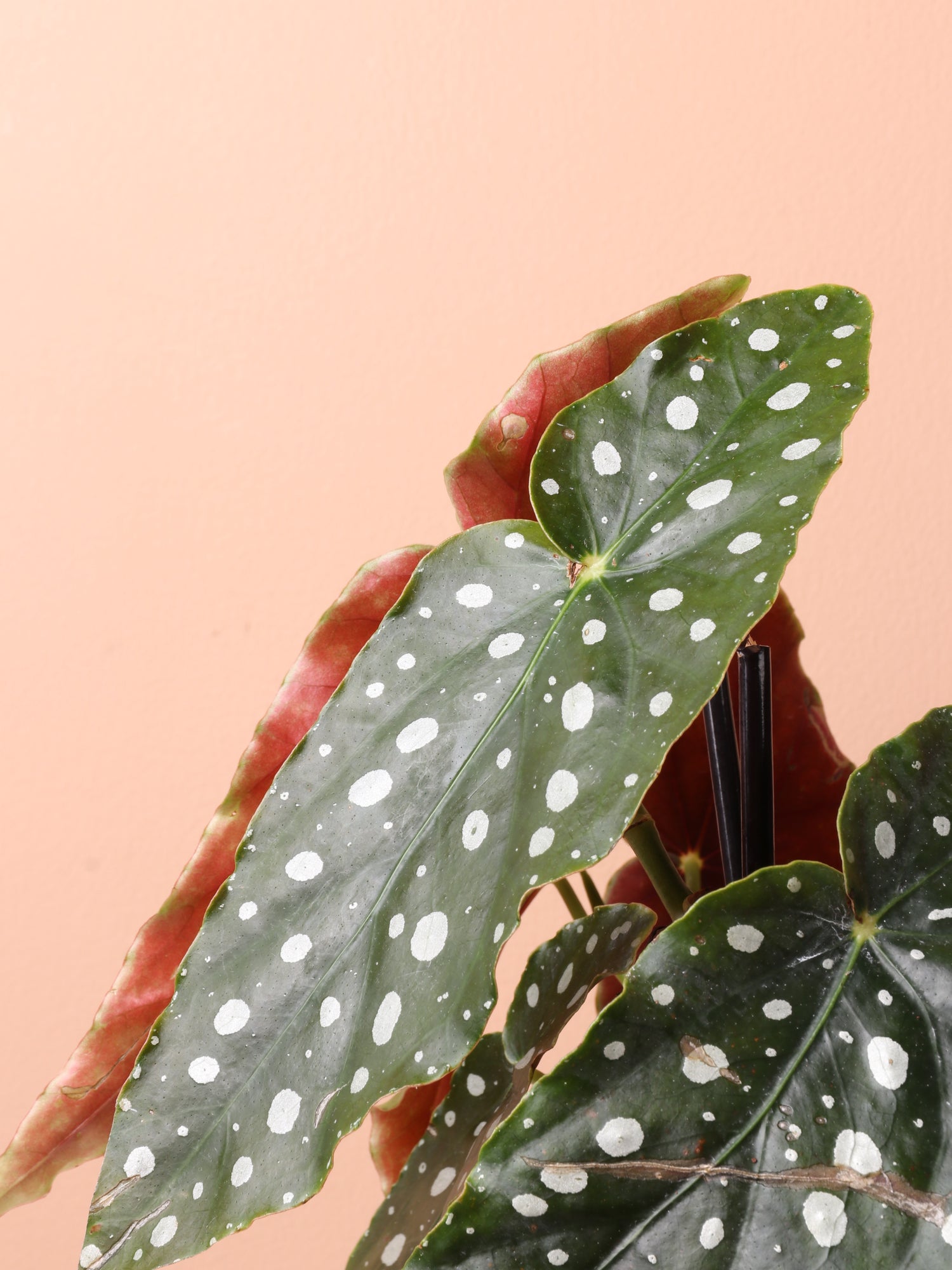 Medium Begonia &