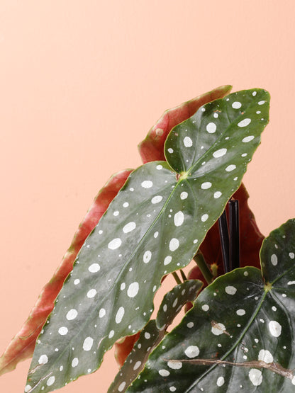 Medium Begonia &