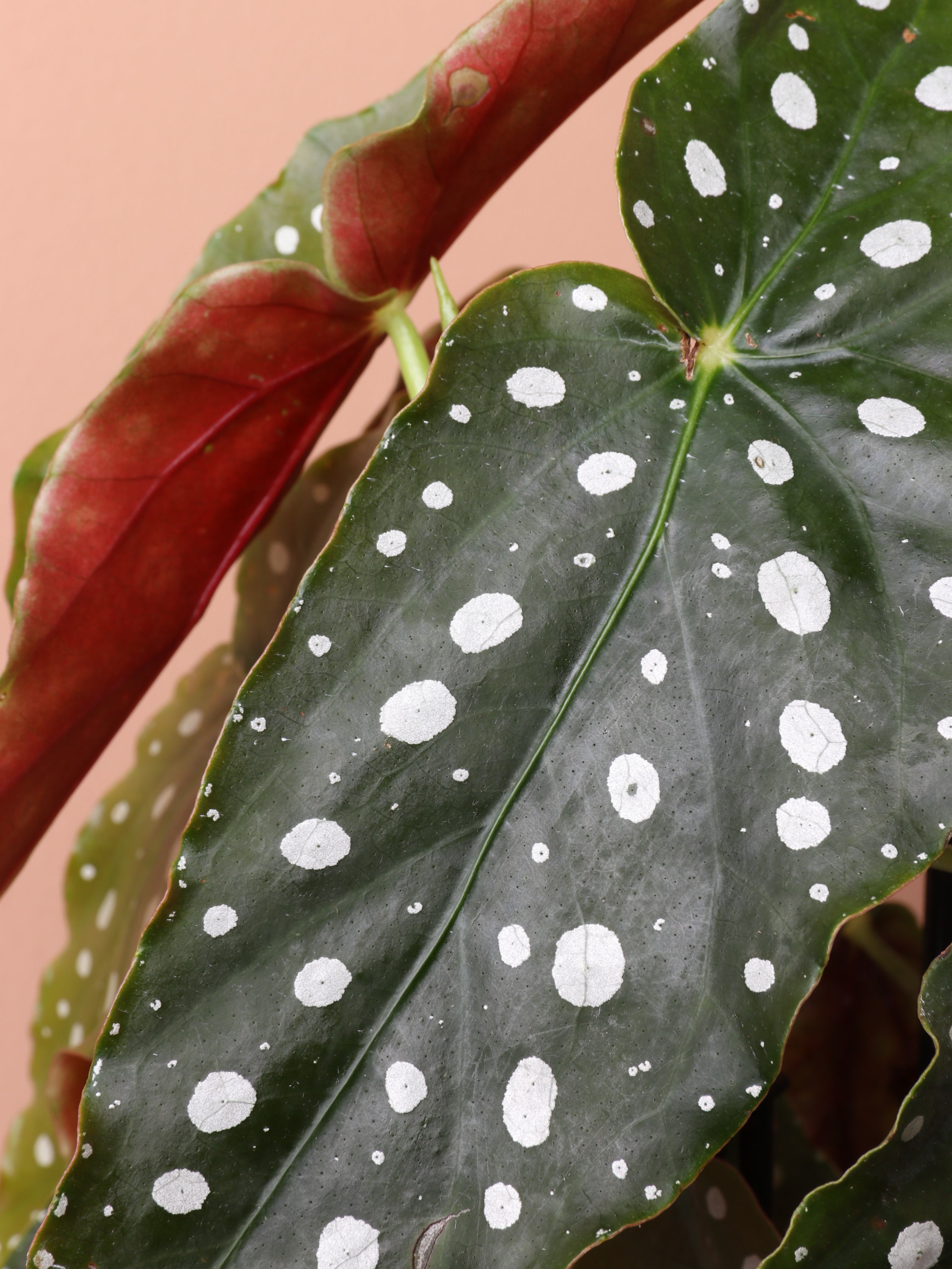 Dahing Plants Begonia Maculata