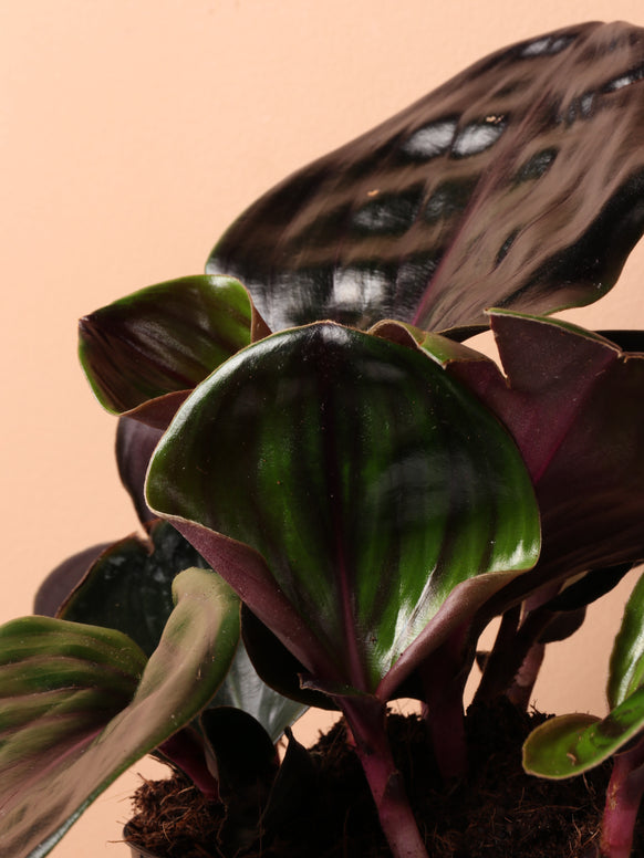Medium Geogenanthus 'ciliatus'