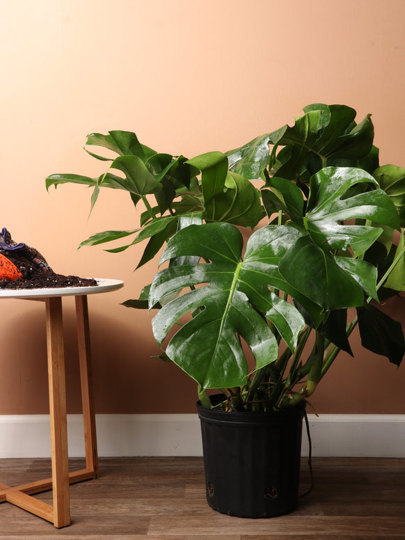 Large Monstera deliciosa