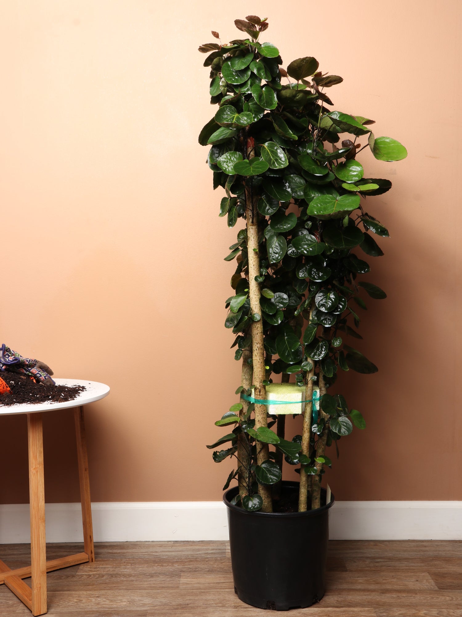mahalia plastic plants Buy Large Fabian Aralia Online | Large Indoor Plant