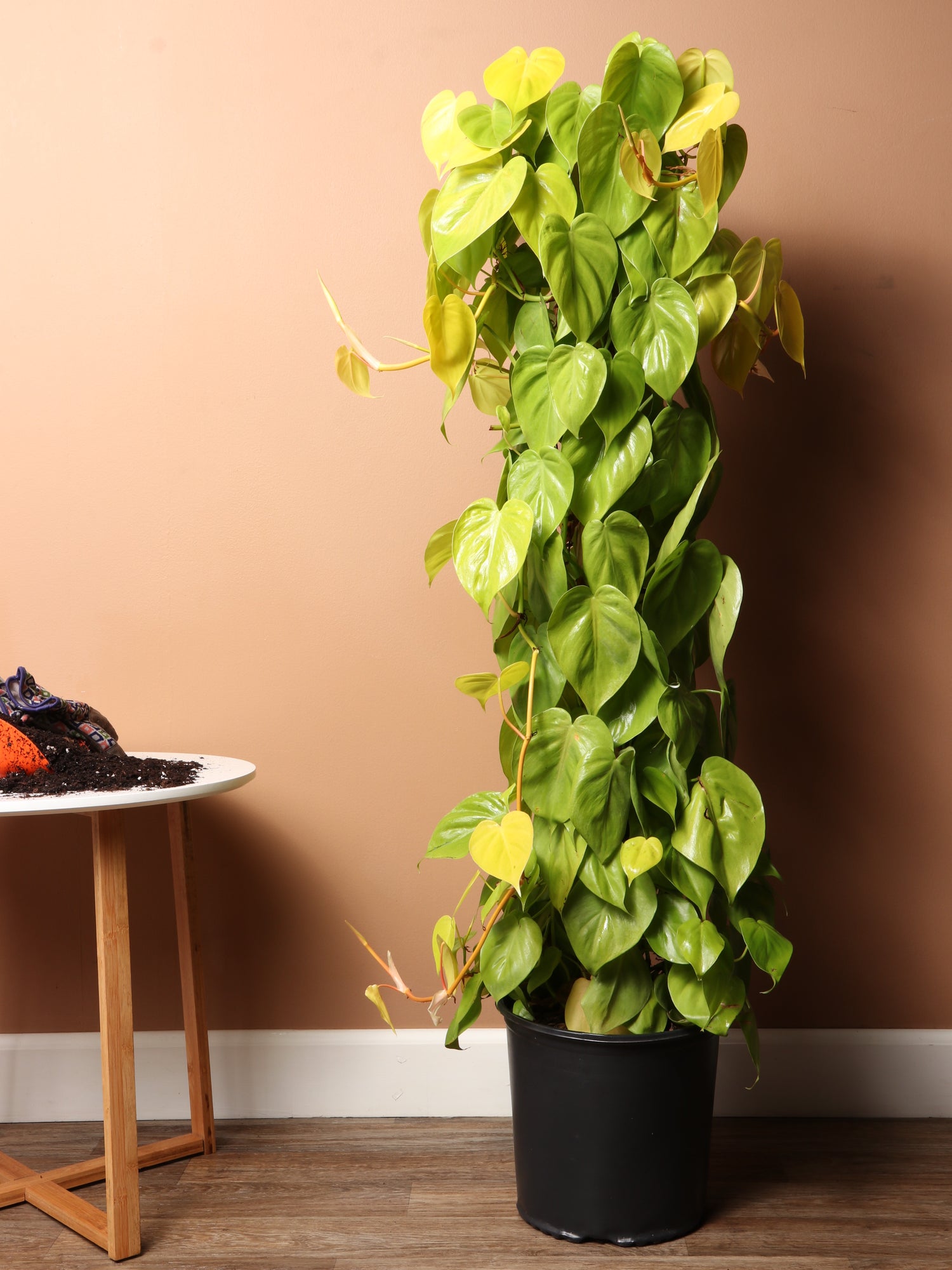 3-5 FT Philodendron Cordatum Neon – Dahing Plants