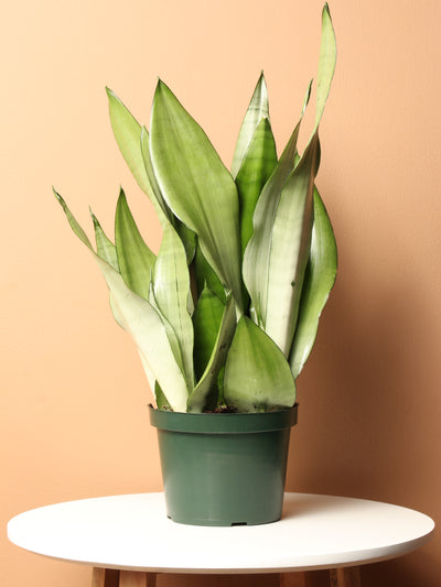 Medium Moonshine Snake Plant (Sansevieria Moonshine)