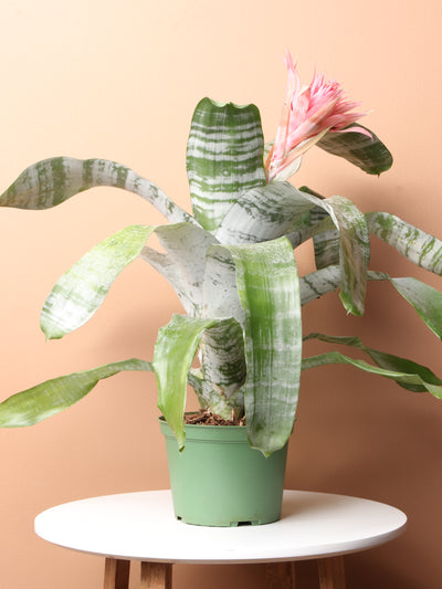 Medium Bromeliad Aechmea Pink