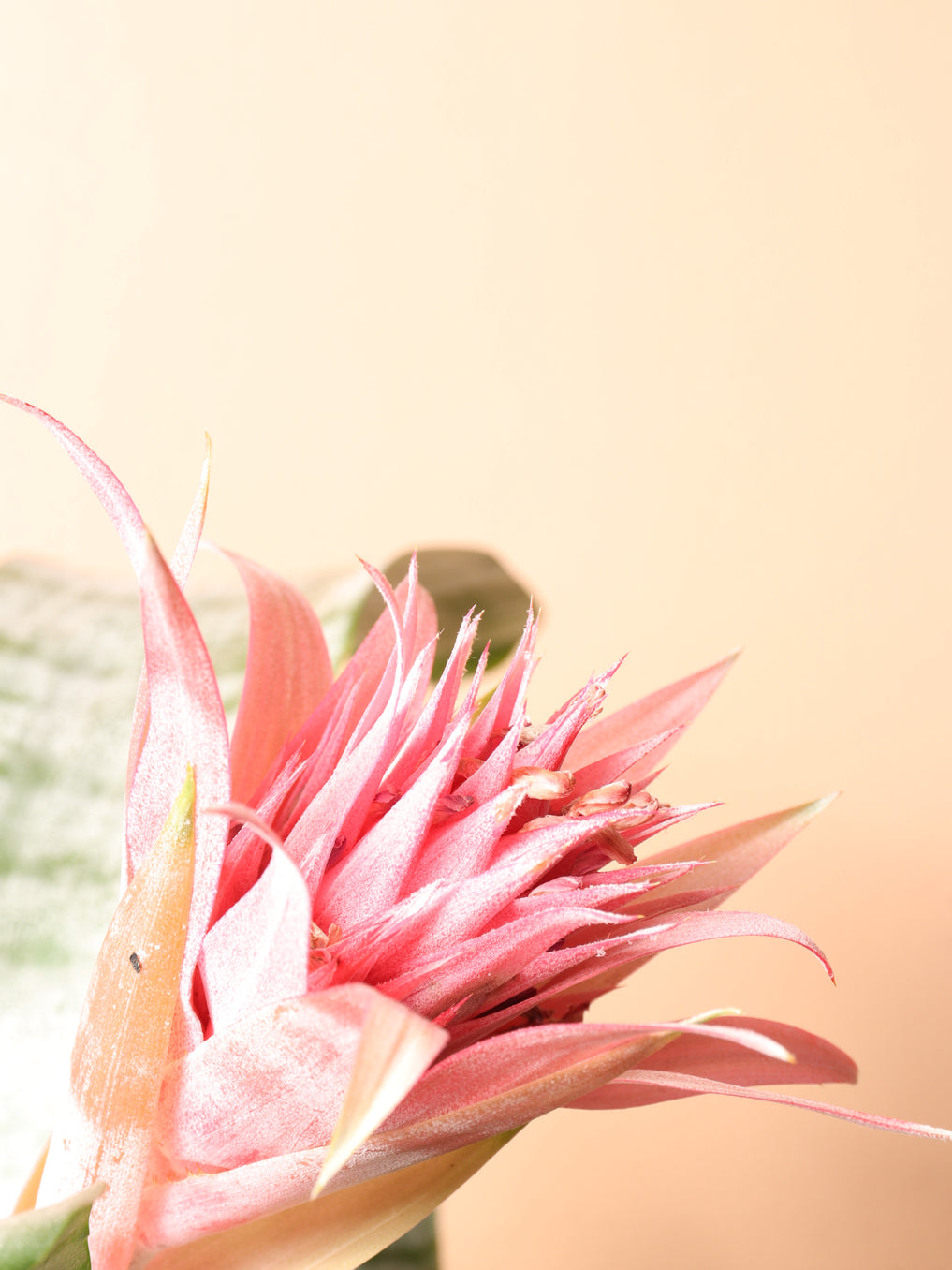 Medium Bromeliad Aechmea Pink