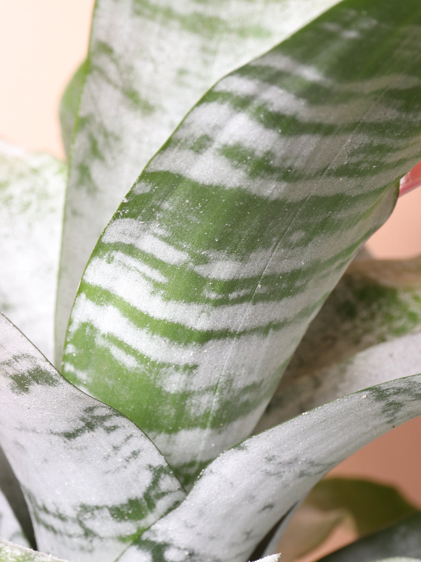 Medium Bromeliad Aechmea Pink