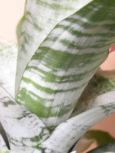 Medium Bromeliad Aechmea Pink