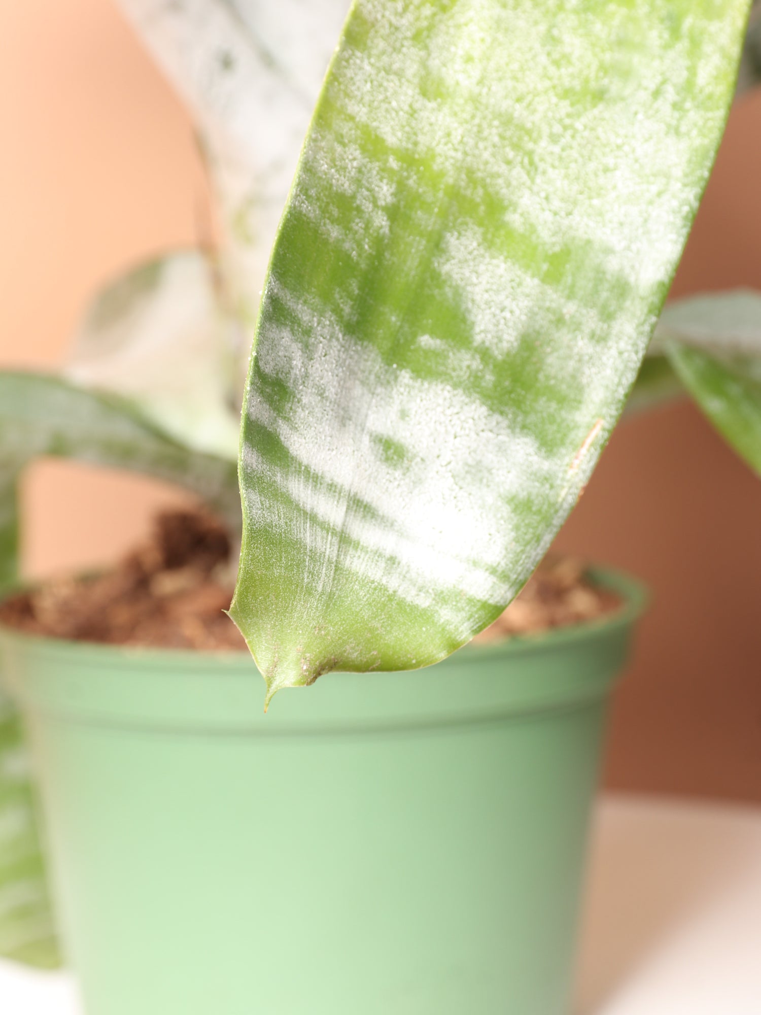 bromeliad snake plant Aechmea Fasciata | Pink Bromeliad