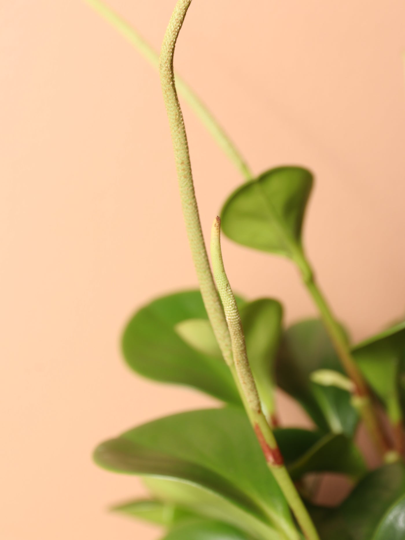 Medium Baby Rubber Plant (Peperomia 'obtusifolia')