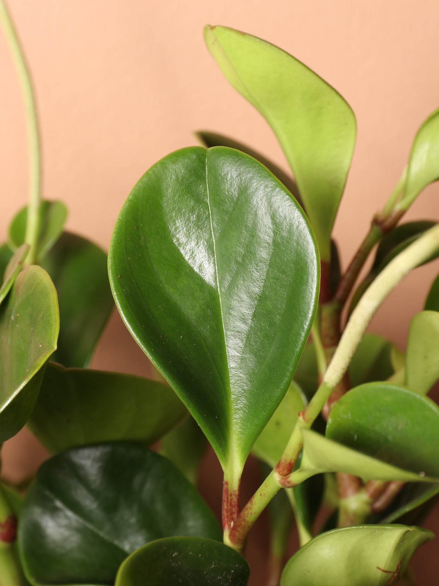 peperomia obtusifolia plant Medium Baby Rubber Plant (Peperomia 'obtusifolia') – Dahing Plants