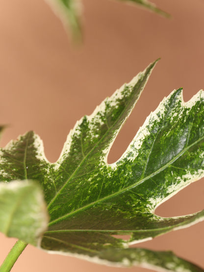 Medium Spider Web Aralia &