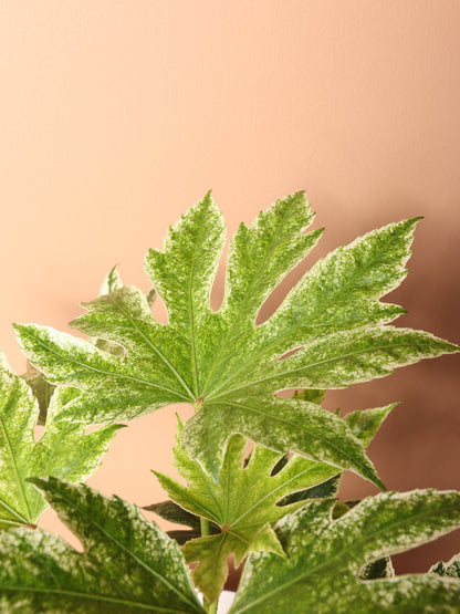 Medium Spider Web Aralia &