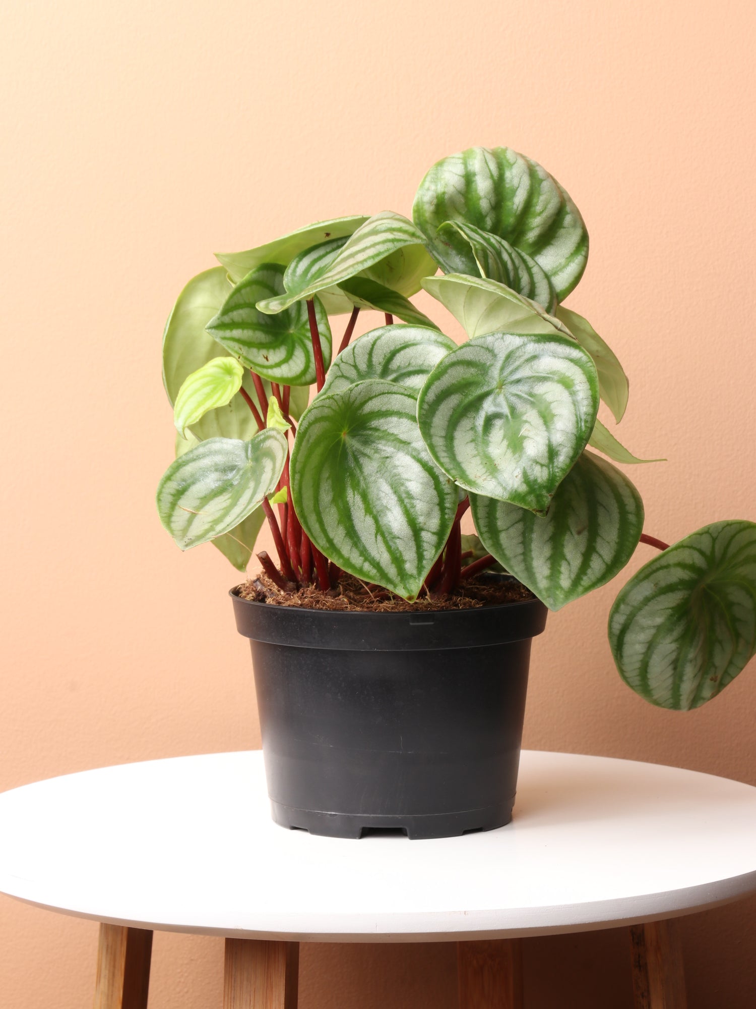 is peperomia an indoor plant Medium Watermelon Peperomia