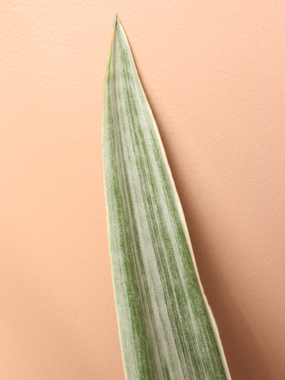 Large Snake Plant &