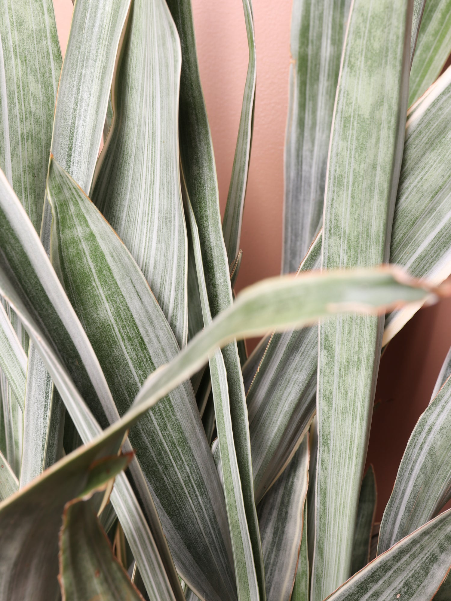 3-5 FT Snake Plant 'Sayuri' – Dahing Plants