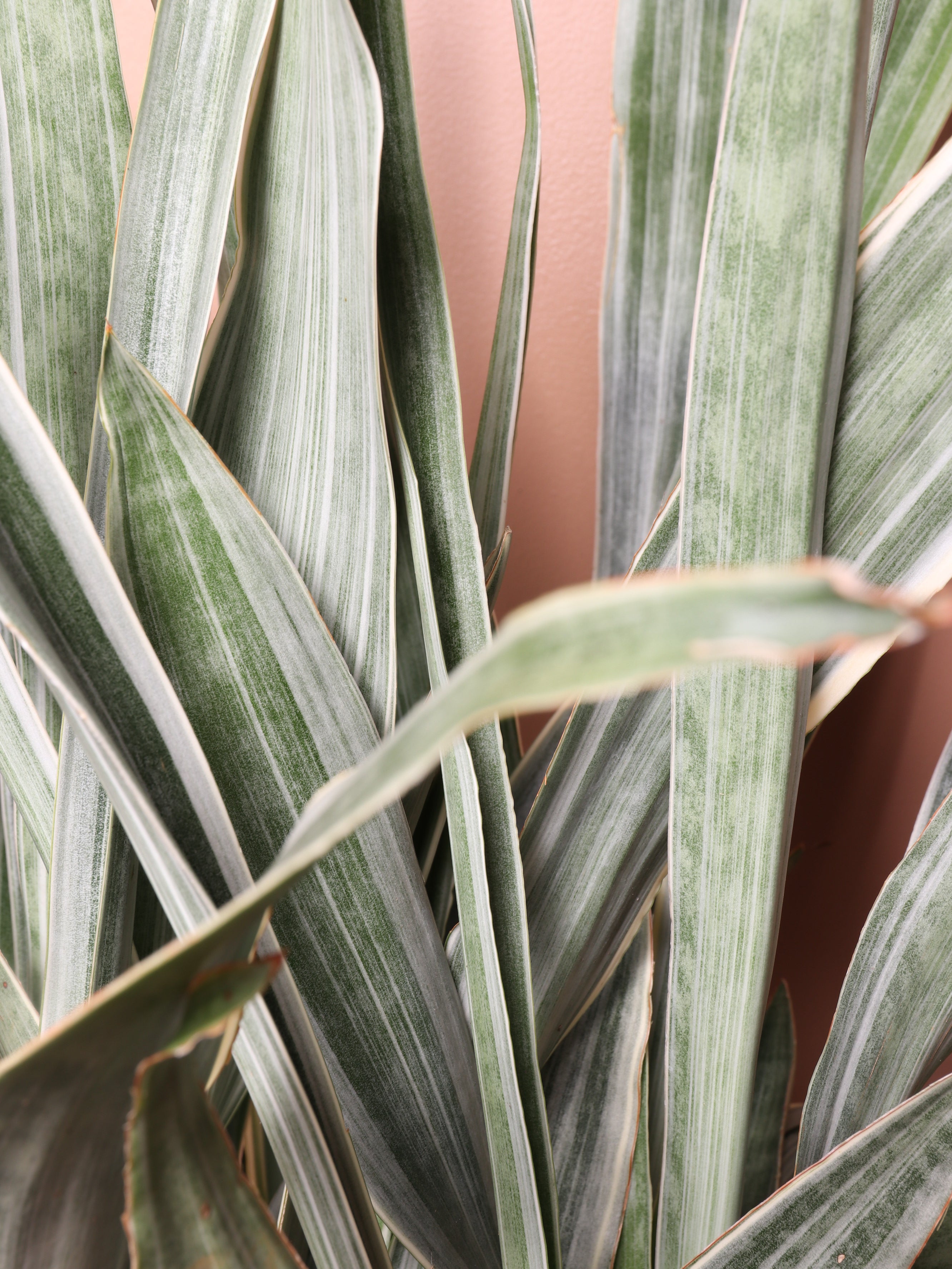 Large Snake Plant &