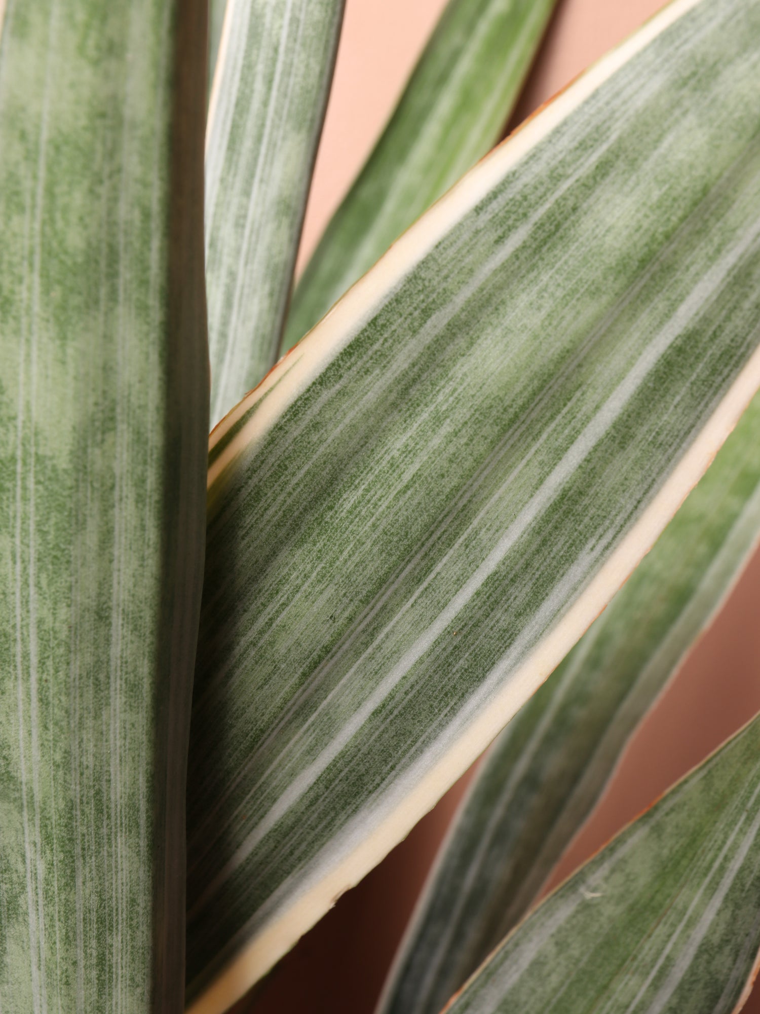 Large Snake Plant &