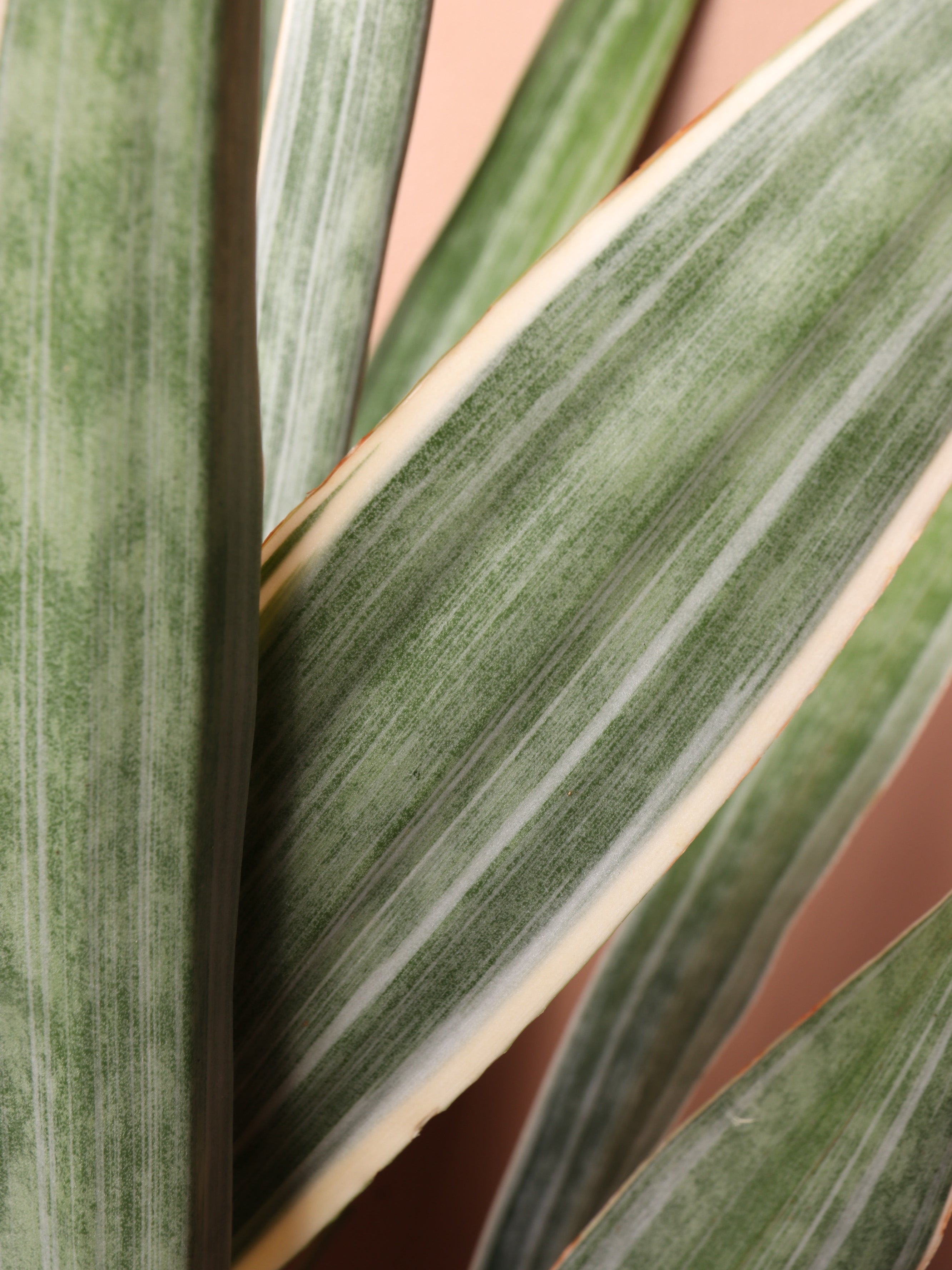 Large Snake Plant &