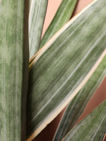 Large Snake Plant &