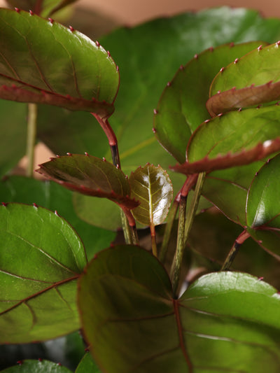 Large Fabian Aralia