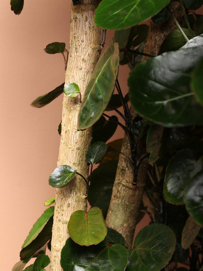 Large Fabian Aralia